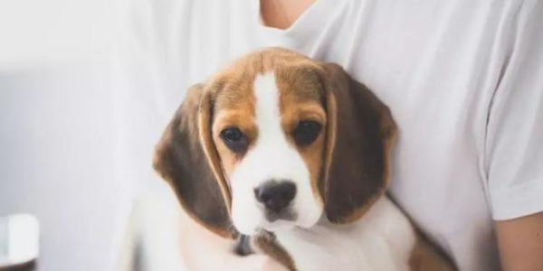 寵物店安裝新風安裝